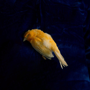 阴毛多少妇成人电影
